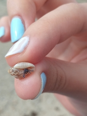 Clibanarius tricolor