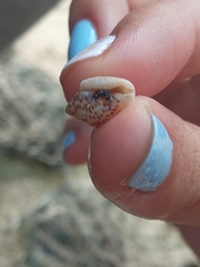 Clibanarius tricolor