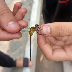 Libellulidae