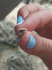 Clibanarius tricolor