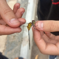 Libellulidae