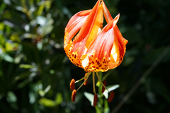 Lilium pardalinum