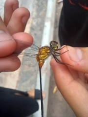 Libellulidae