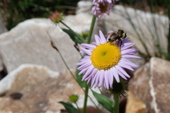 Bombus bifarius
