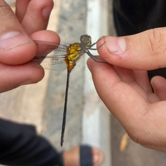Libellulidae