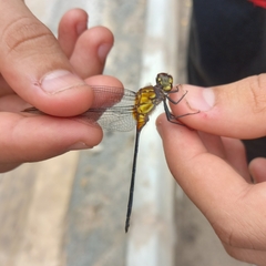 Libellulidae