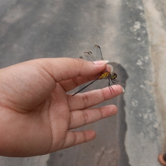 Libellulidae