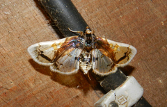 Compacta nigrolinealis