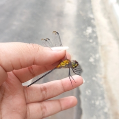Libellulidae