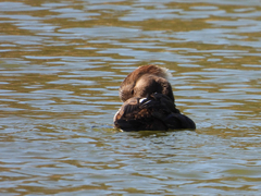 Lophodytes cucullatus