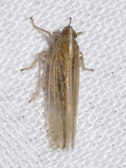 Stenocranus unipunctatus