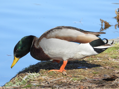 Anas platyrhynchos