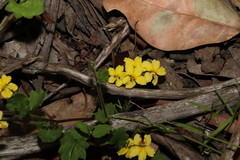 Goodenia rotundifolia