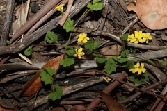 Goodenia rotundifolia