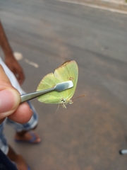 Coliadinae