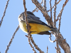 Tyrannus vociferans