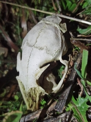 Oryctolagus cuniculus