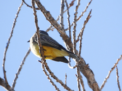 Tyrannus vociferans
