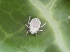 Brevicoryne brassicae