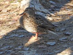 Anas platyrhynchos