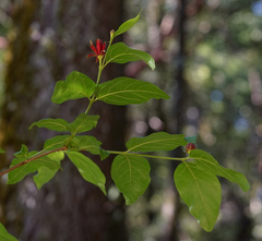 Calycanthus occidentalis
