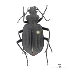 Calosoma