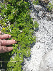 Annesorhiza macrocarpa