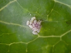 Brevicoryne brassicae