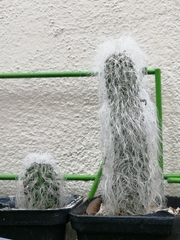 Cephalocereus senilis