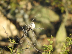 Leucolia violiceps