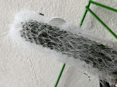 Cephalocereus senilis