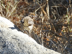 Haemorhous mexicanus