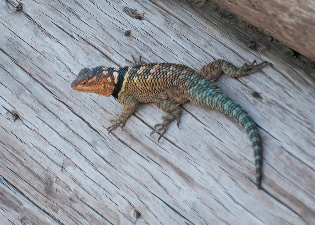Blue Spiny Lizard in November 2015 by mikephelps · iNaturalist