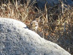 Haemorhous mexicanus