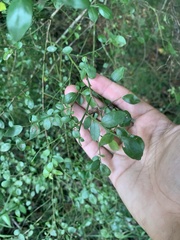 Vaccinium elliottii