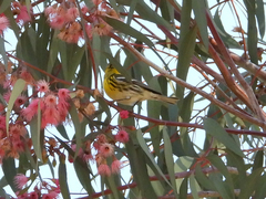 Setophaga townsendi