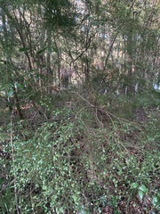 Vaccinium elliottii