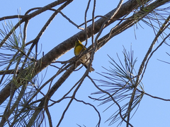 Setophaga townsendi