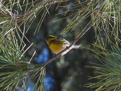 Setophaga townsendi
