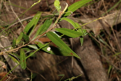 Melaleuca salicina