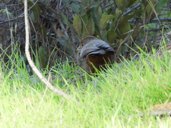 Melozone crissalis