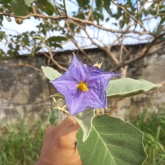 Solanum crinitum
