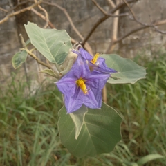 Solanum crinitum