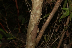 Melaleuca salicina