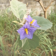 Solanum crinitum
