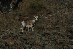 Ovis dalli