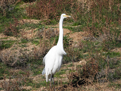 Ardea alba