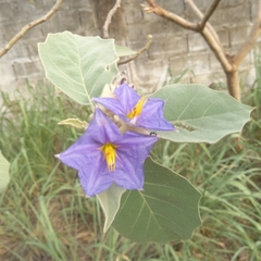 Solanum crinitum