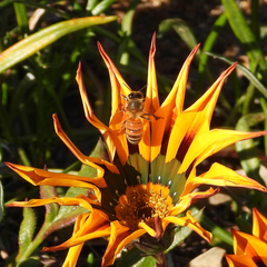 Apis mellifera