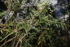 Melaleuca salicina